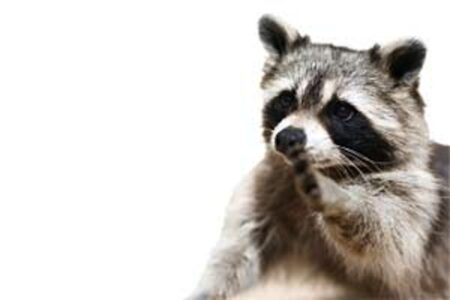 Country Lore: How to Repel Raccoons Image
